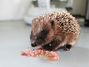 刺猬进食美味肉块
