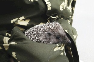 口袋里的小刺猬