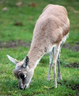 羚羊低头吃草于绿草地
