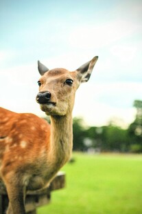草地上的可爱梅花小鹿