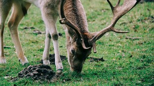 麋鹿低头吃草于绿草地