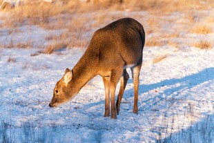 雪地中觅食的小鹿