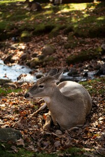 林间休憩的小鹿