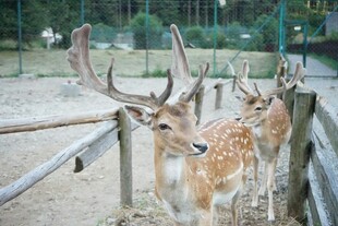 围栏边的梅花鹿