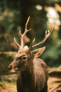 森林中的雄鹿