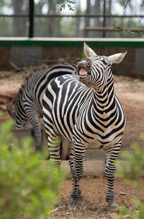 动物园中互动的两只斑马