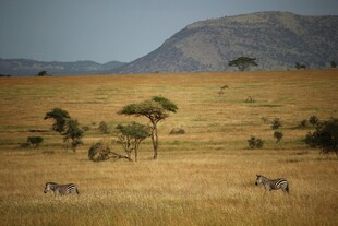 非洲草原上的斑马与树木