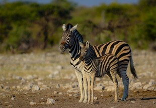 草原上的两只斑马