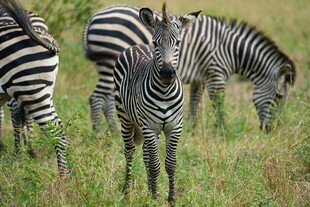 草原上的斑马群