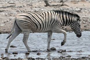 斑马于水边优雅迈步