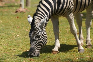 斑马草地低头进食