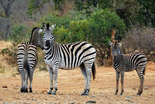 草原上的斑马群