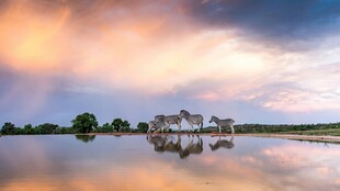 湖畔晚霞中的斑马