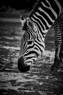 斑马低头专注地面觅食