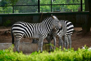 动物园中亲昵的两只斑马