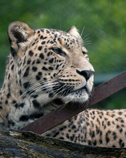 趴在木头上的花豹