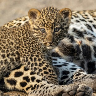 依偎的花豹幼崽与母豹