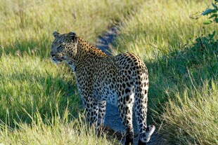 草原上的独行花豹