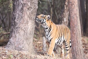 林间漫步的斑斓猛虎