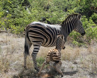 斑马母子于野外休憩