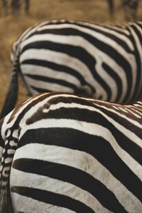 斑马黑白条纹特写
