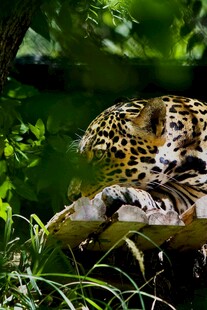 丛林中的休憩花豹