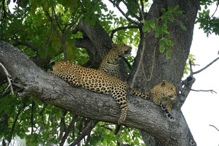 树枝上休憩的两只花豹