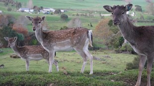 草地上的几只优雅小鹿