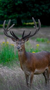 草原上的雄伟雄鹿