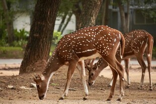 公园中低头觅食的梅花鹿