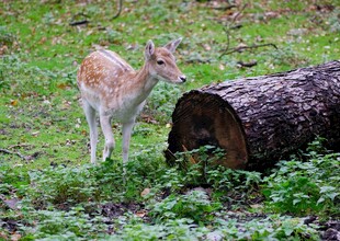 小鹿立于原木旁的自然景