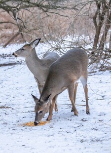 雪地中觅食的两只小鹿