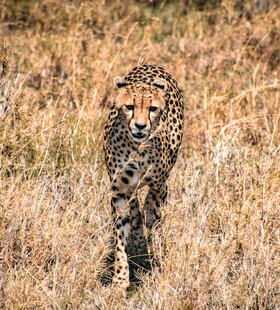 草原上行走的猎豹