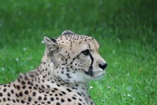 猎豹休憩于翠绿草地