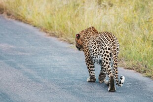 公路上独行的花豹