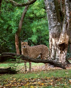 林间猎豹藏身于大树旁