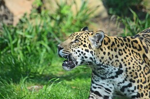 美洲豹张嘴行走于草丛间