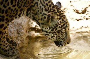 猎豹低头饮水瞬间