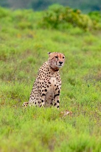 草原上的猎豹