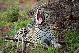 猎豹张嘴休憩于草丛间