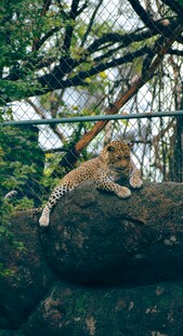 狮子休憩于繁茂树枝间