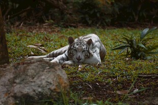 草地上休憩的白虎