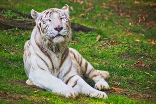 草地上休憩的美丽白虎