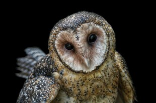 呆萌猫头鹰特写