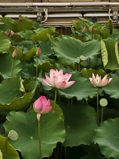 荷花荷叶莲花莲叶