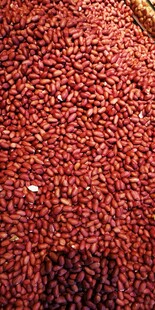 饱满红豆特写
