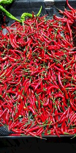 鲜红饱满的干辣椒堆