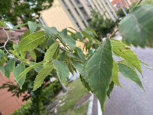 榉树