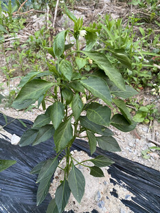 辣椒植株