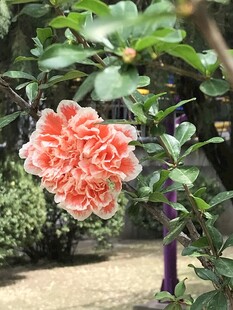 娇艳盛开的石榴花